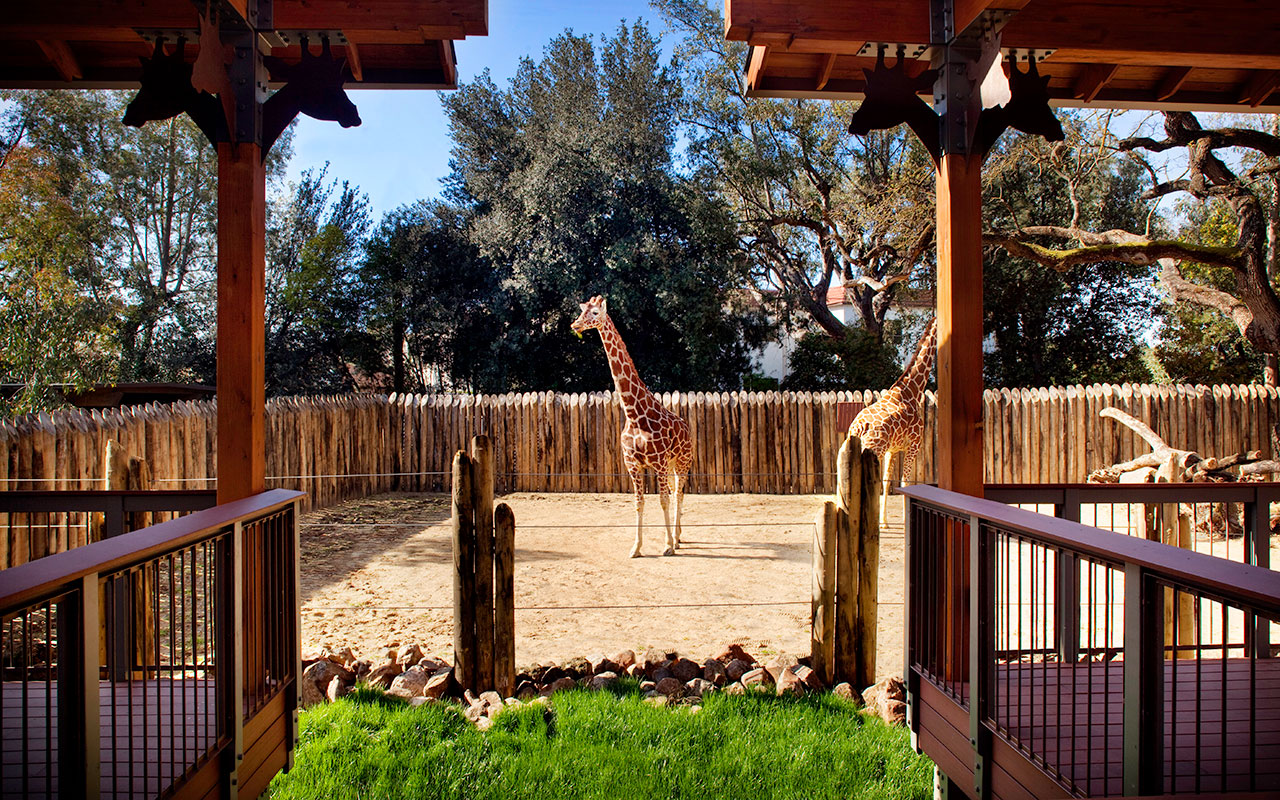 Sacramento Zoo Giraffe Barn