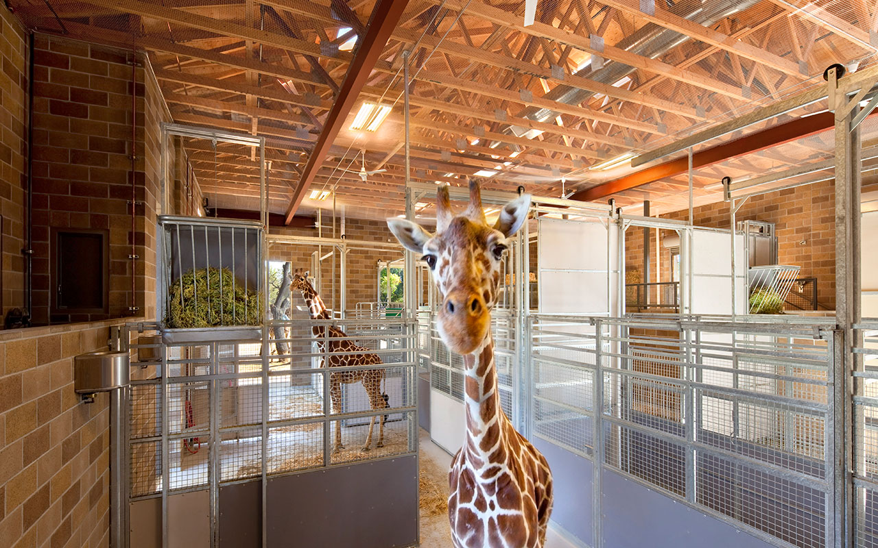 Sacramento Zoo Giraffe Barn